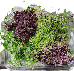 Garnish Mix (Microgreen Mix)