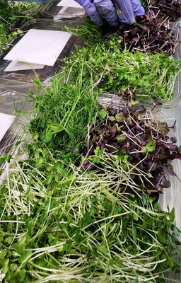 Garnish Mix (Microgreen Mix)