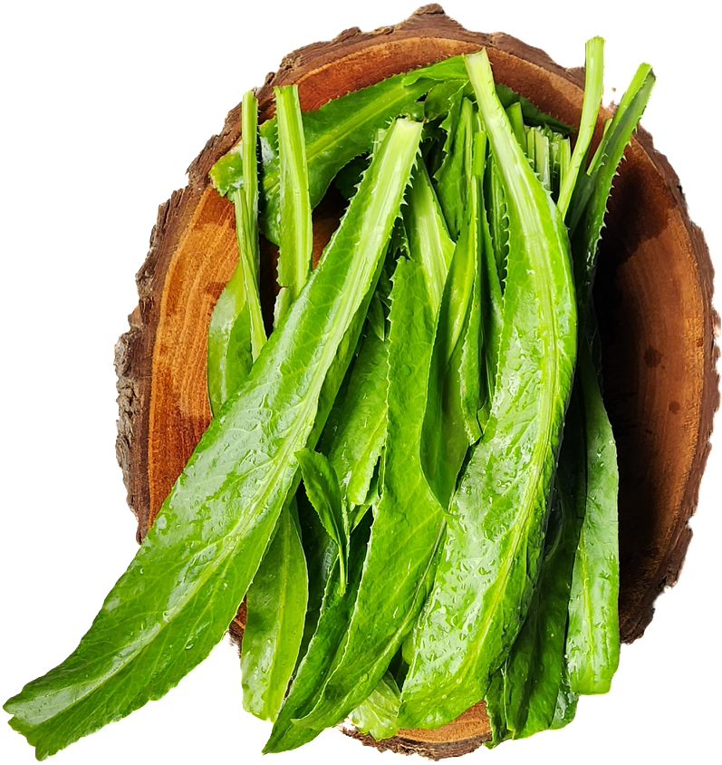 Recao (Culantro)