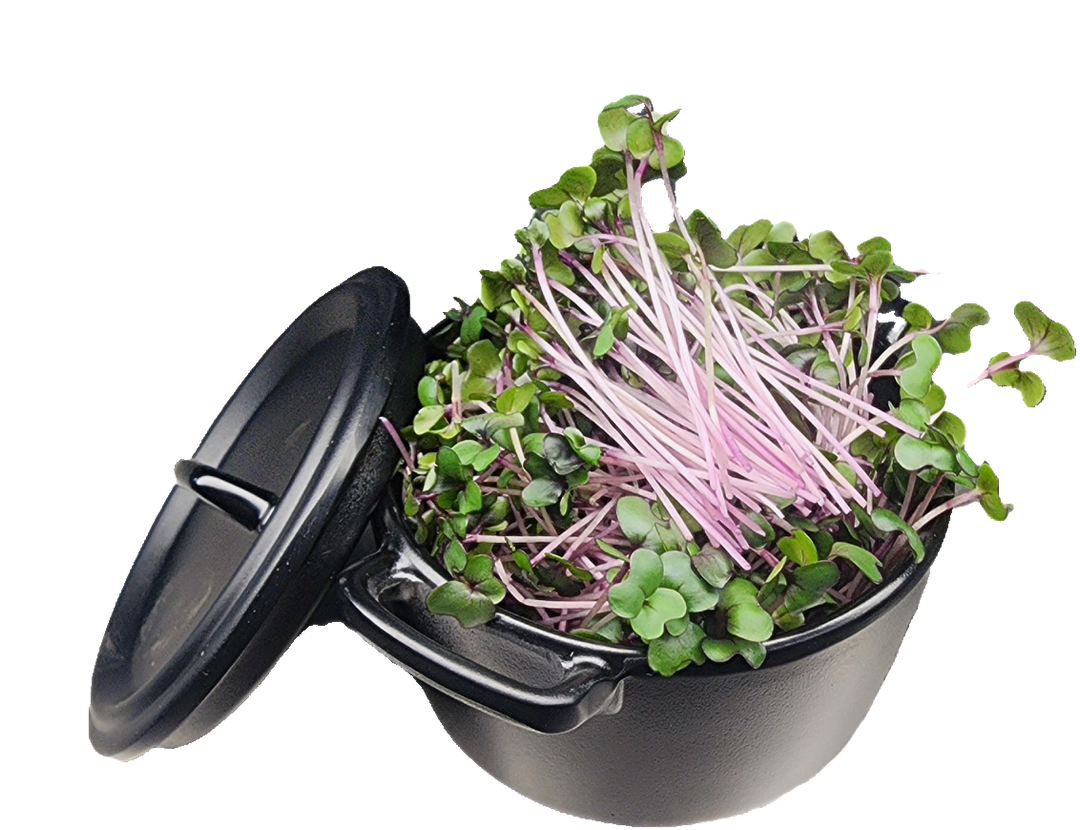 Micro Repollo Morado