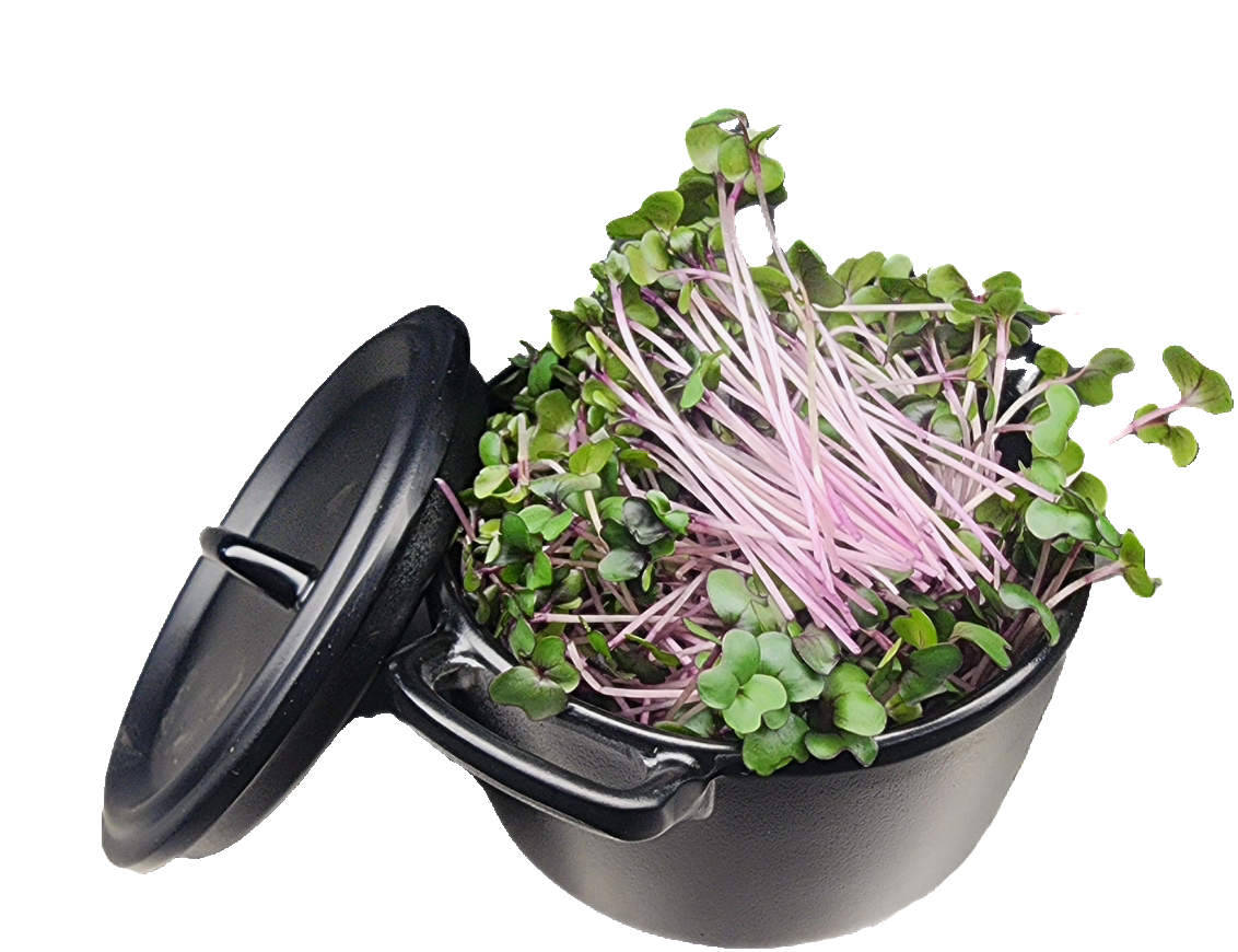 Micro Repollo Morado_0