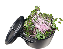 Micro Repollo Morado