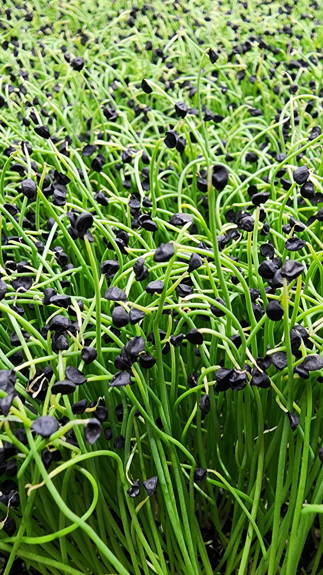  Micro Chives