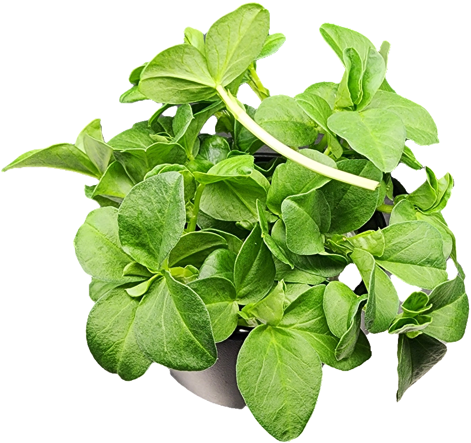 Fava Shoots