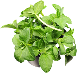 Fava Shoots