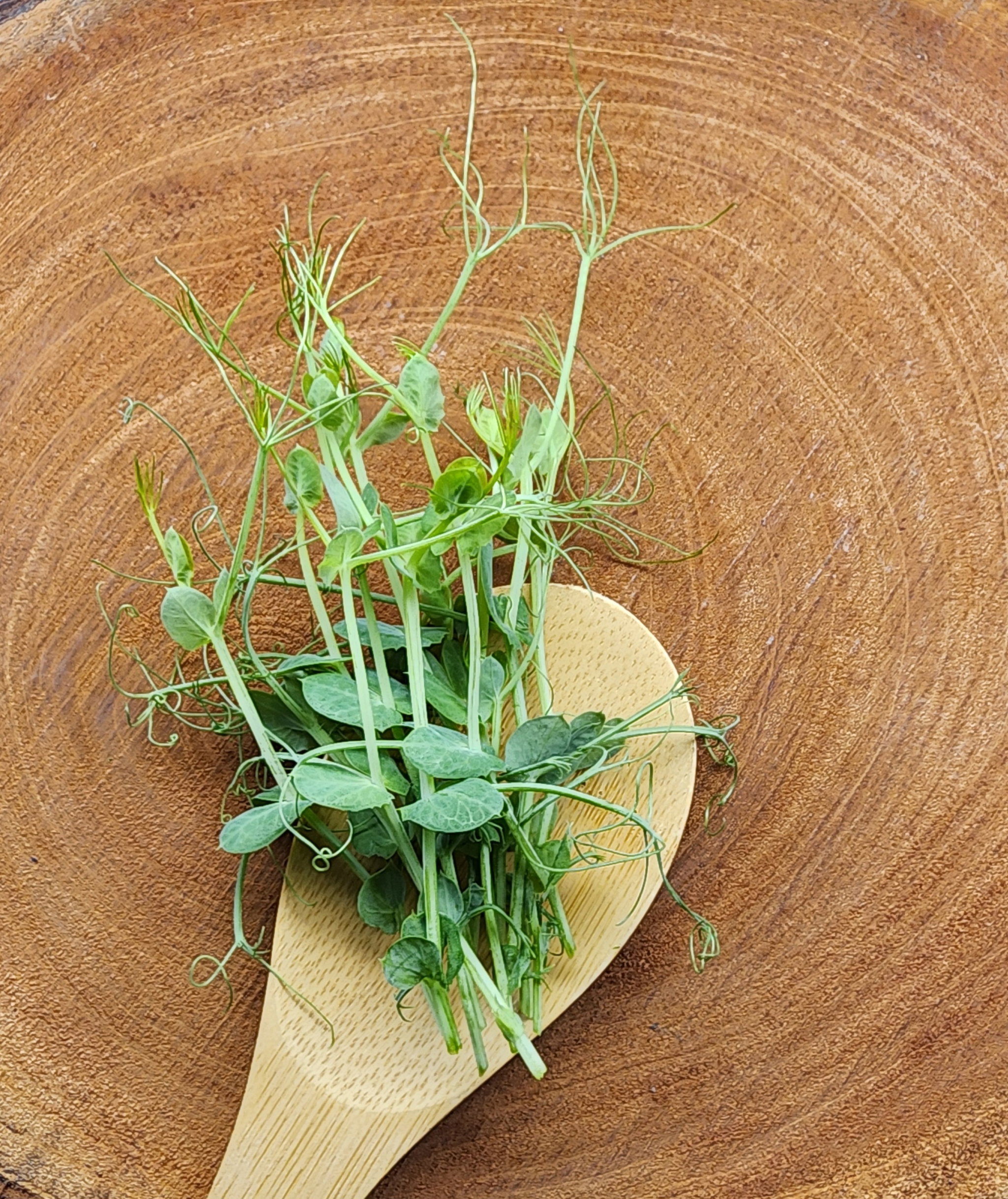 Pea Shoots Tendrils_0