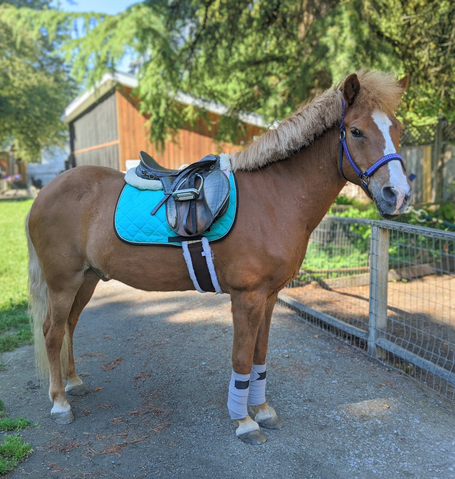 Pony Ride_0