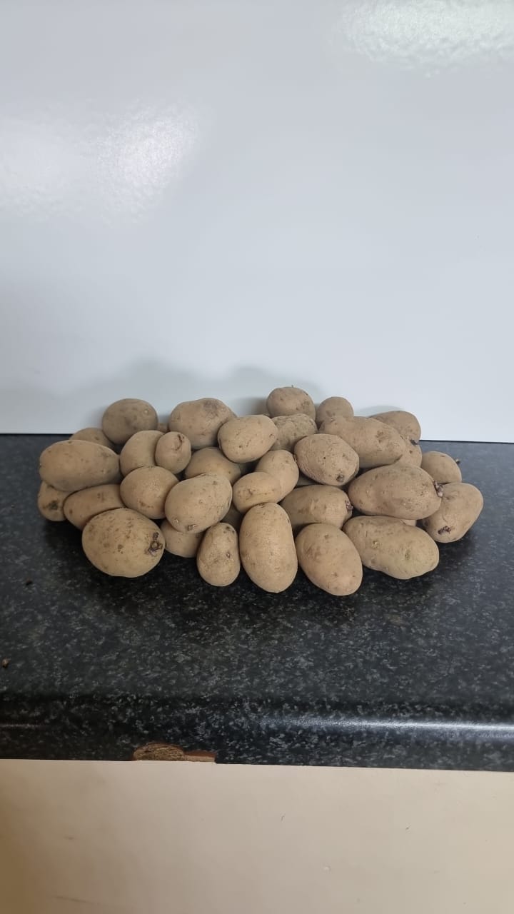 Potato Seed 25Kg Bag_2