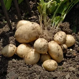 Potato Seed 25Kg Bag