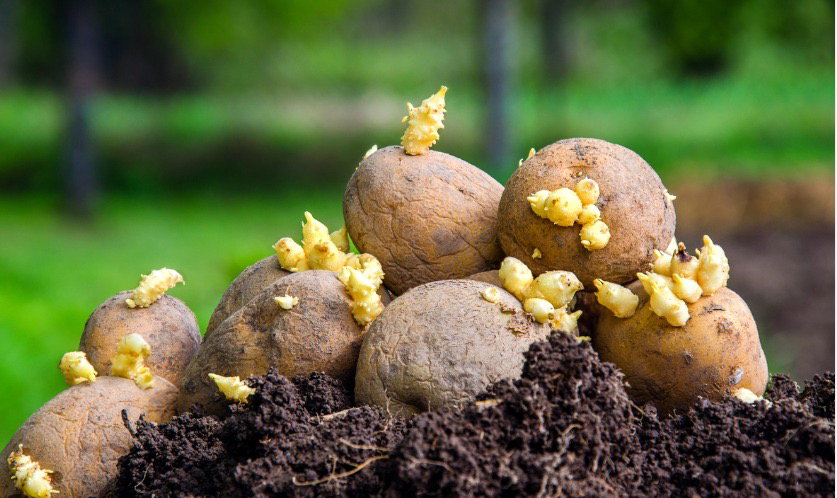 Potato Seed 25Kg Bag_0