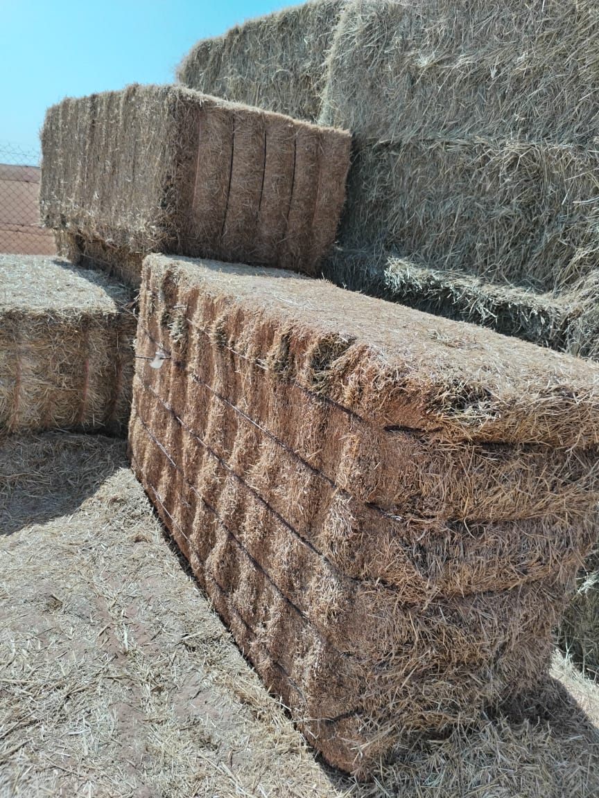Alfalfa hay U.S.A       جت امریکی_0