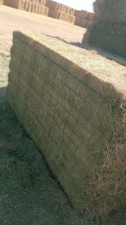 Alfalfa hay U.S.A       جت امریکی