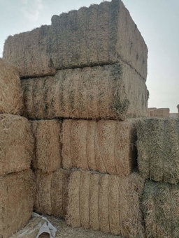Alfalfa hay U.S.A       جت امریکی