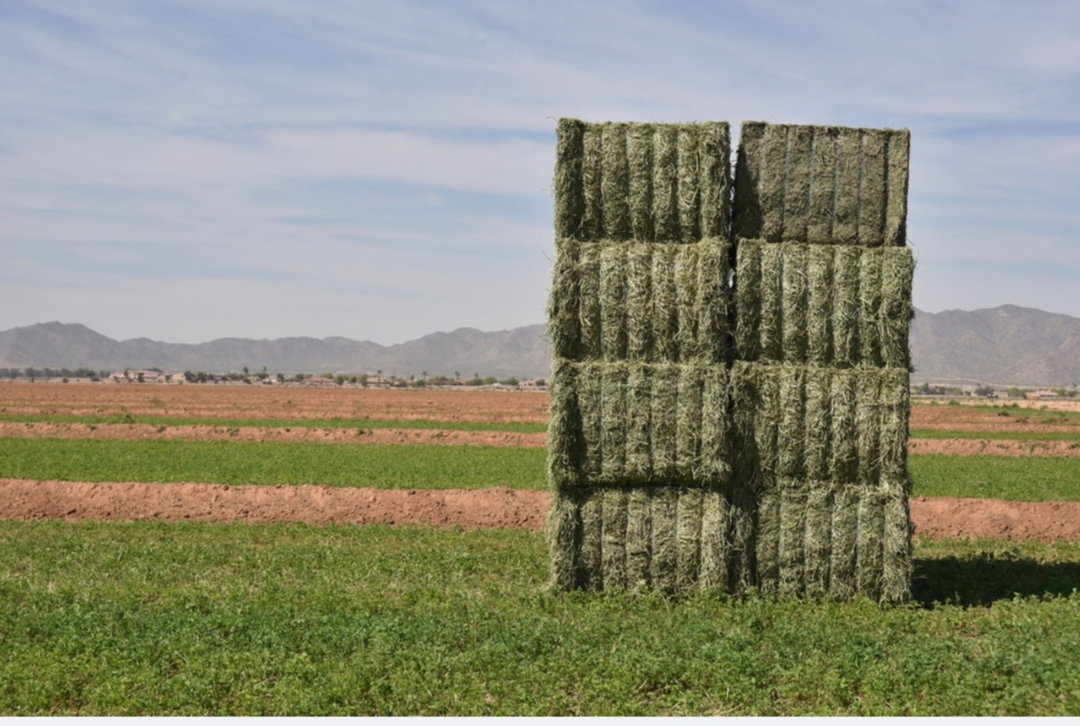 Rhodes grass Pakistan 500 kg رودس الباکستان