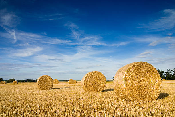 Weat Straw Pakistan 700 kg قش قمح الباکستان