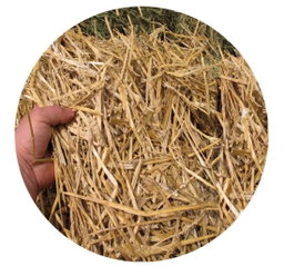 Weat Straw Pakistan 700 kg قش قمح الباکستان