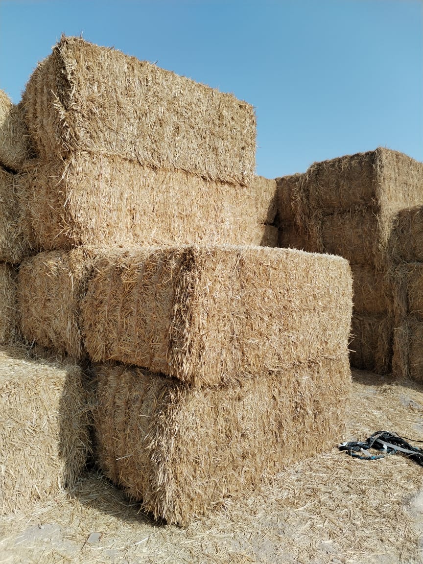 Weat Straw Pakistan 700 kg قش قمح الباکستان_5