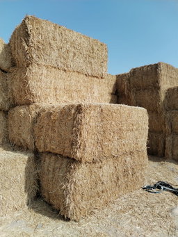 Weat Straw Pakistan 700 kg قش قمح الباکستان