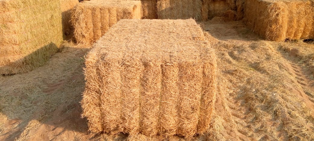 Straw Pakistan 350 kg قش قمعح الباکستان
