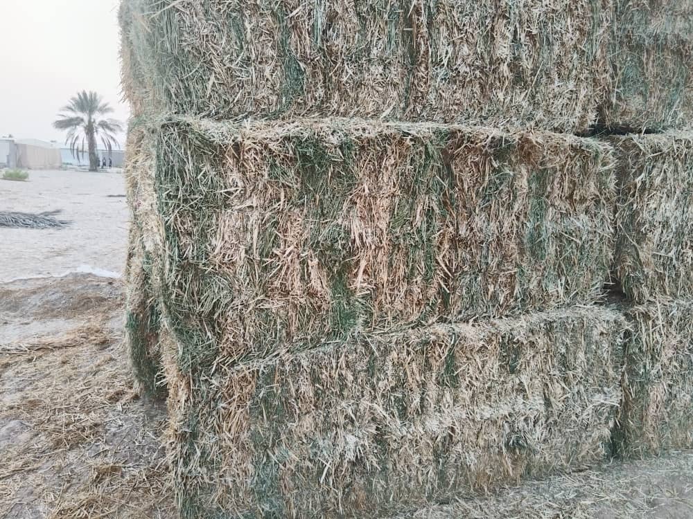 Straw alfa Alfa mix 500 kg جت تبن مخلوط _1