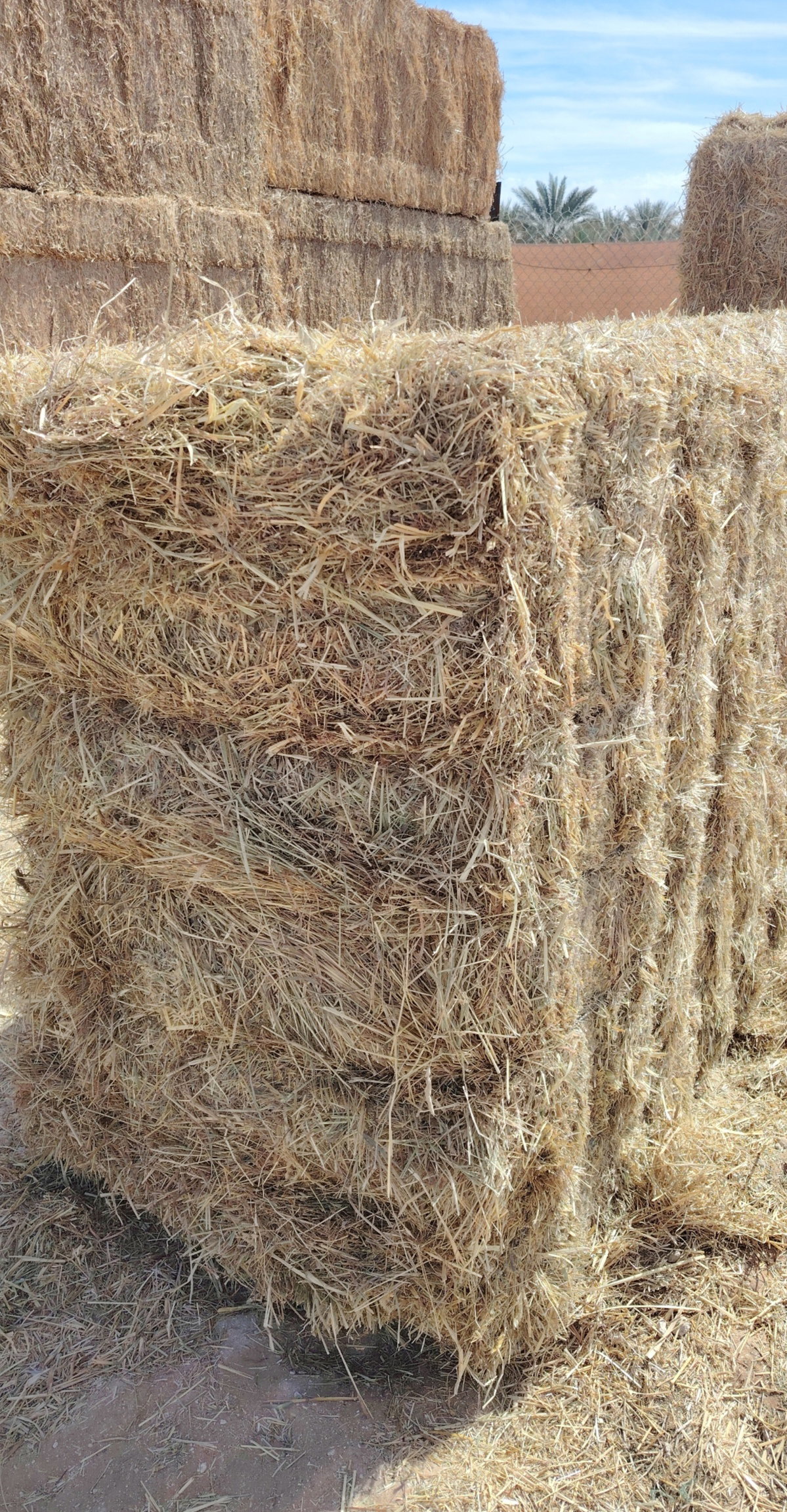 Ryegrass mix grass 750 kg الرای  جراس۔_1
