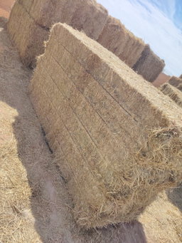 Rye grass