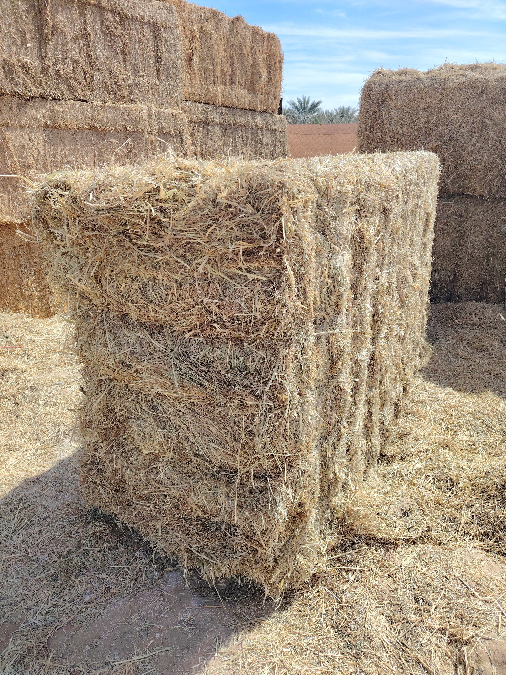 Ryegrass mix grass 750 kg الرای  جراس۔_3
