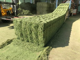 Alfalfa Egyptian جت مصری