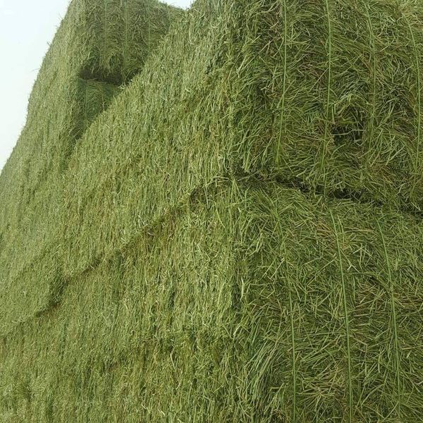Alfalfa Egyptian جت مصری_5