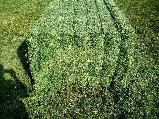 Alfalfa Egyptian جت مصری_4