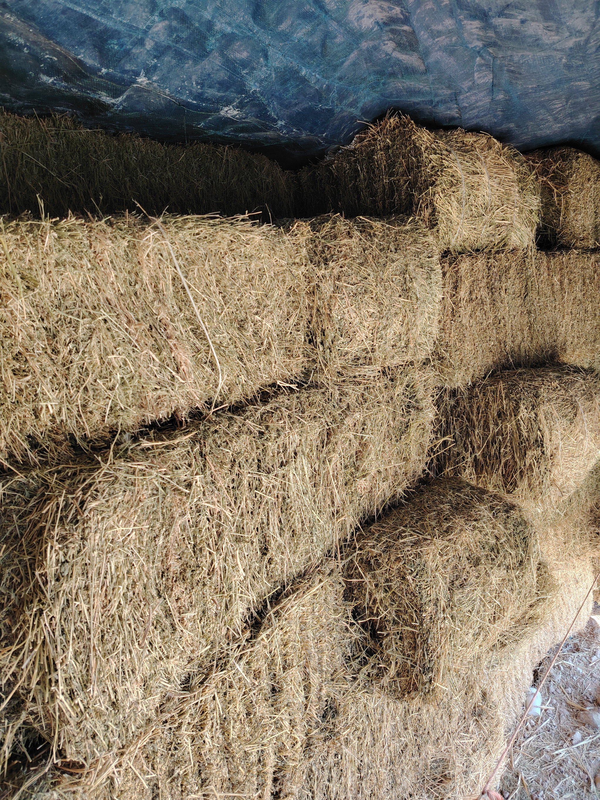 Alfalfa U.S.A 45.00 kg جت امریکیی_1