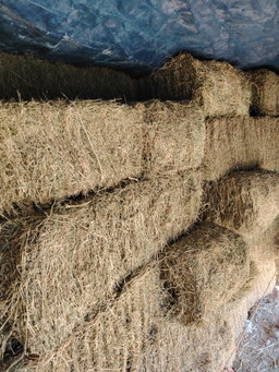 Alfalfa U.S.A 45.00 kg جت امریکیی