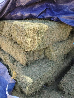 Alfalfa hay