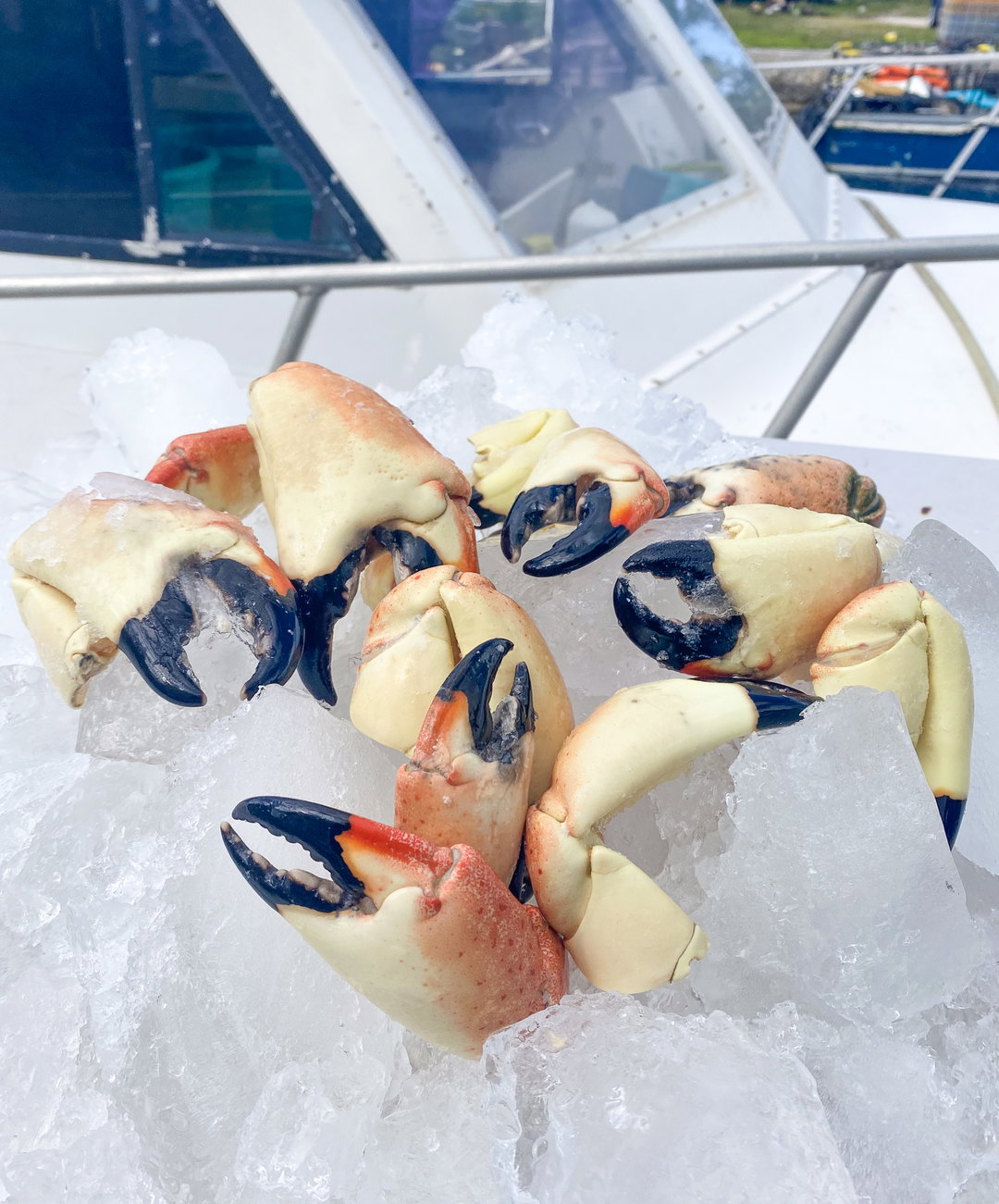 Jumbo Stone Crab Claws (5 lbs)