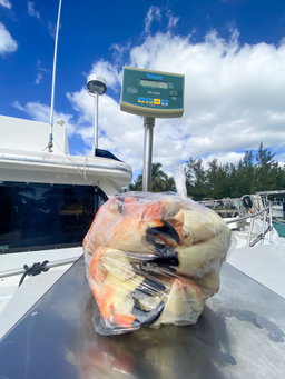 Jumbo Stone Crab Claws (5 lbs)