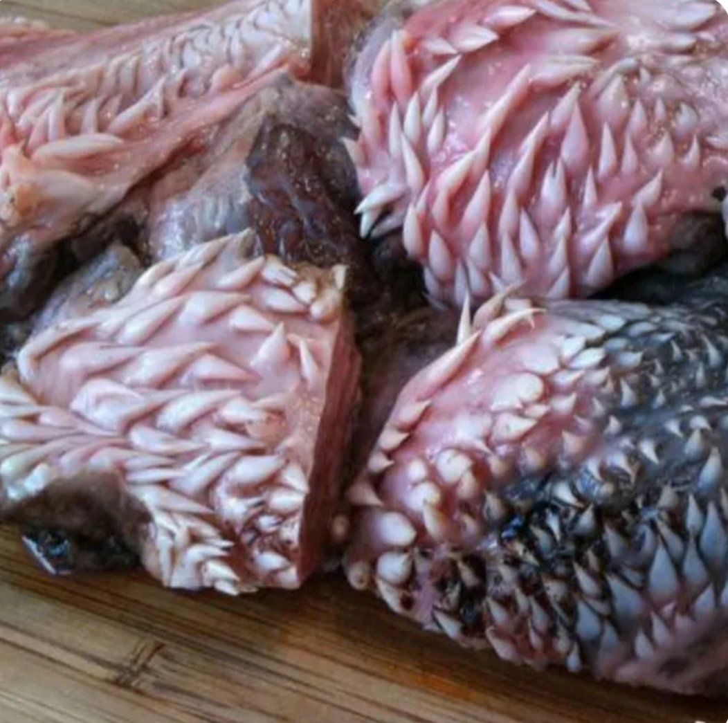B- Pipi Lembu