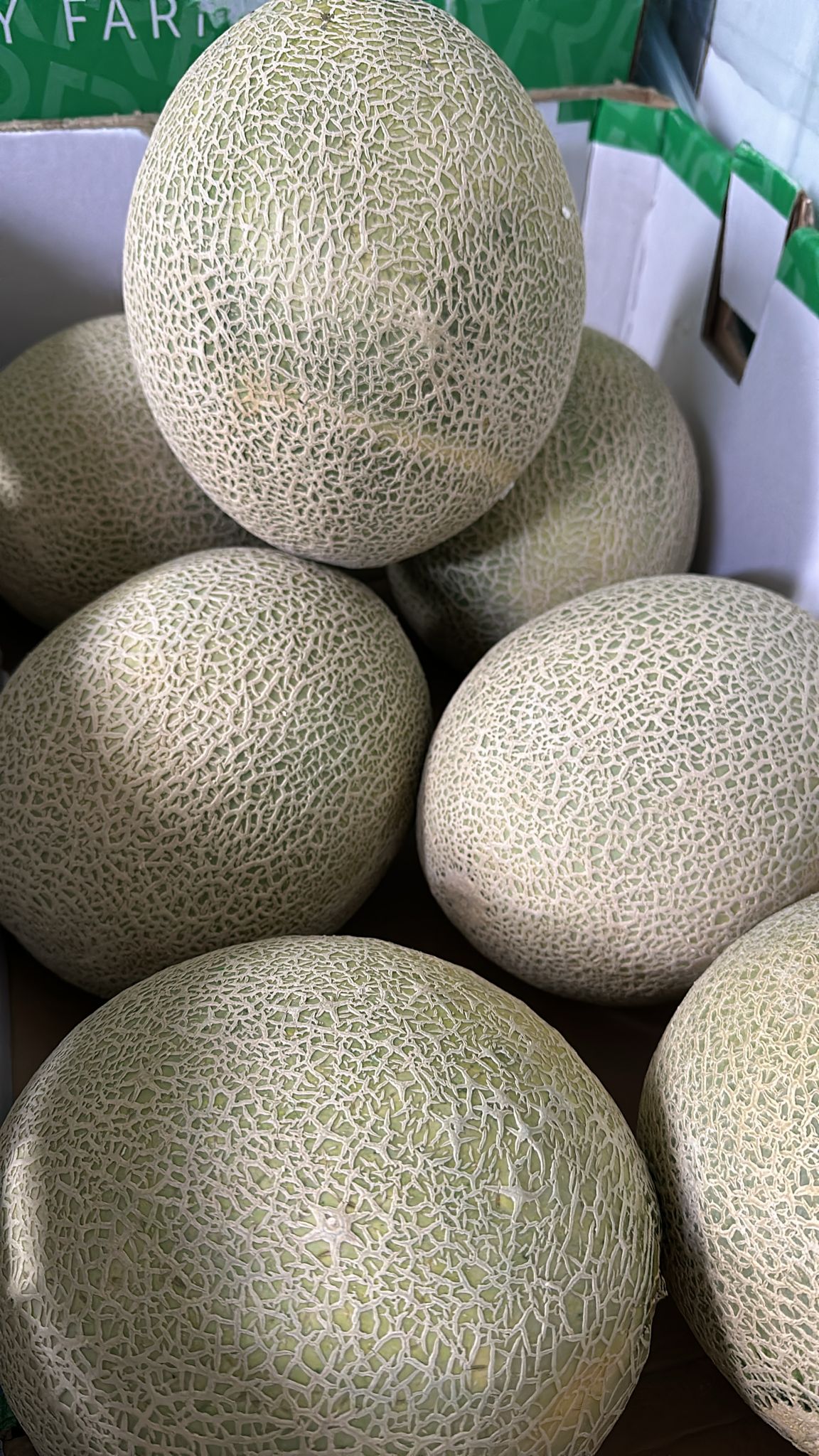 Rock Melon 【哈密瓜🍈】_0