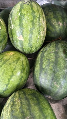 Malaysia red seedless watermelon 5kg per Pc 【无籽红西瓜🍉】