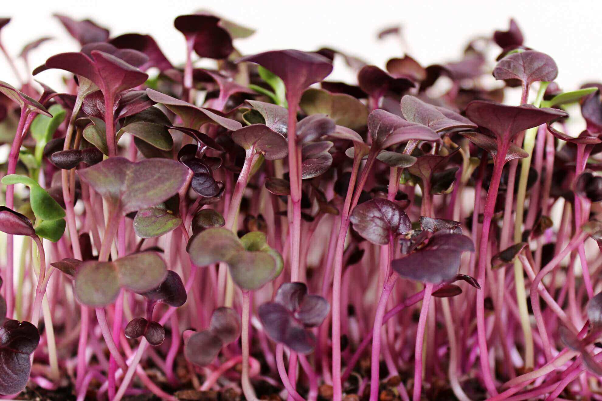Radish Microgreens_1