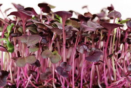 Radish Microgreens