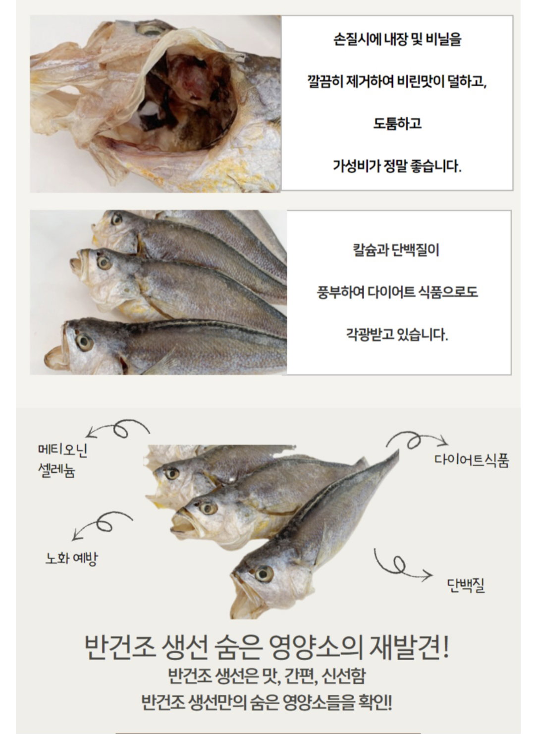 속초 금조기/1마리_3
