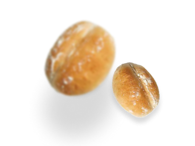 PORTUGUESE ROLL_0