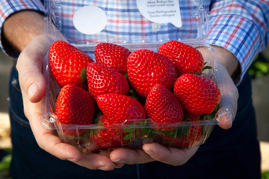 Strawberry 1Lb Clamshell