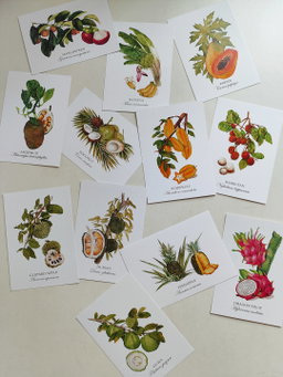 Fruits of Singapore Postcard set (Set of 12)