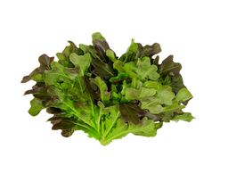 Red Oak (150 G)
