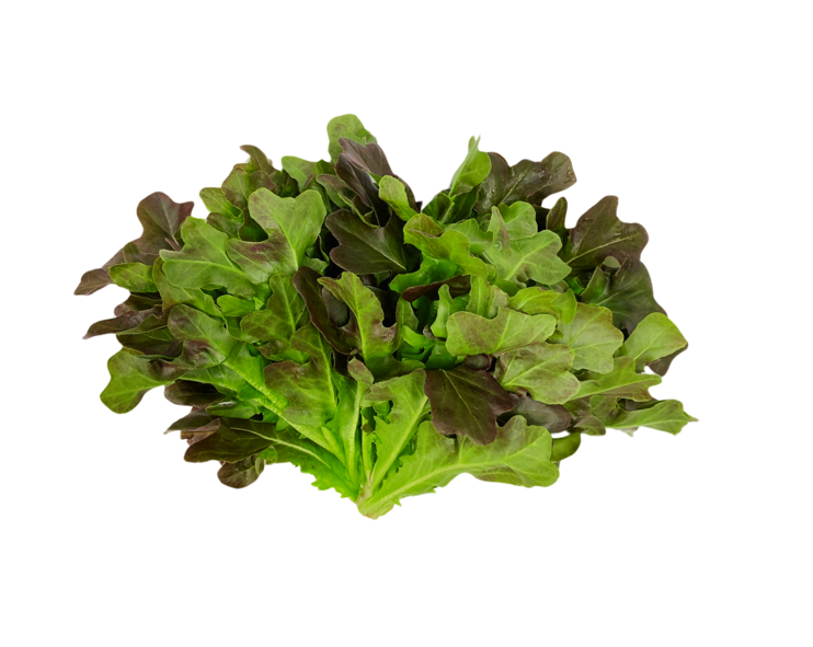 Red Oak (150 G)