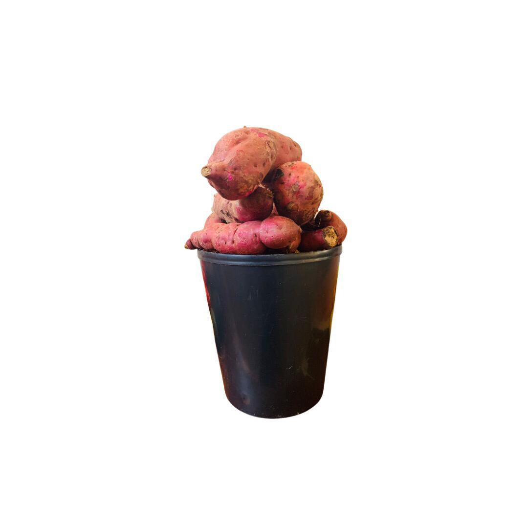 batata doce _0