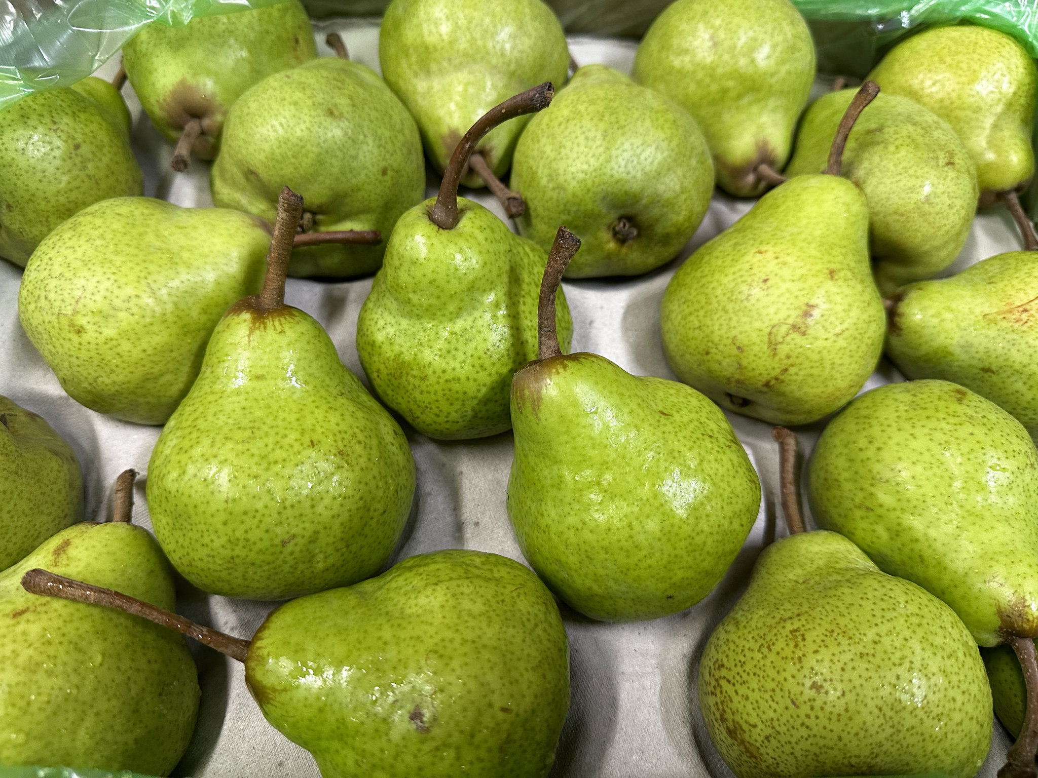 Packham Pear 5 pcs_0