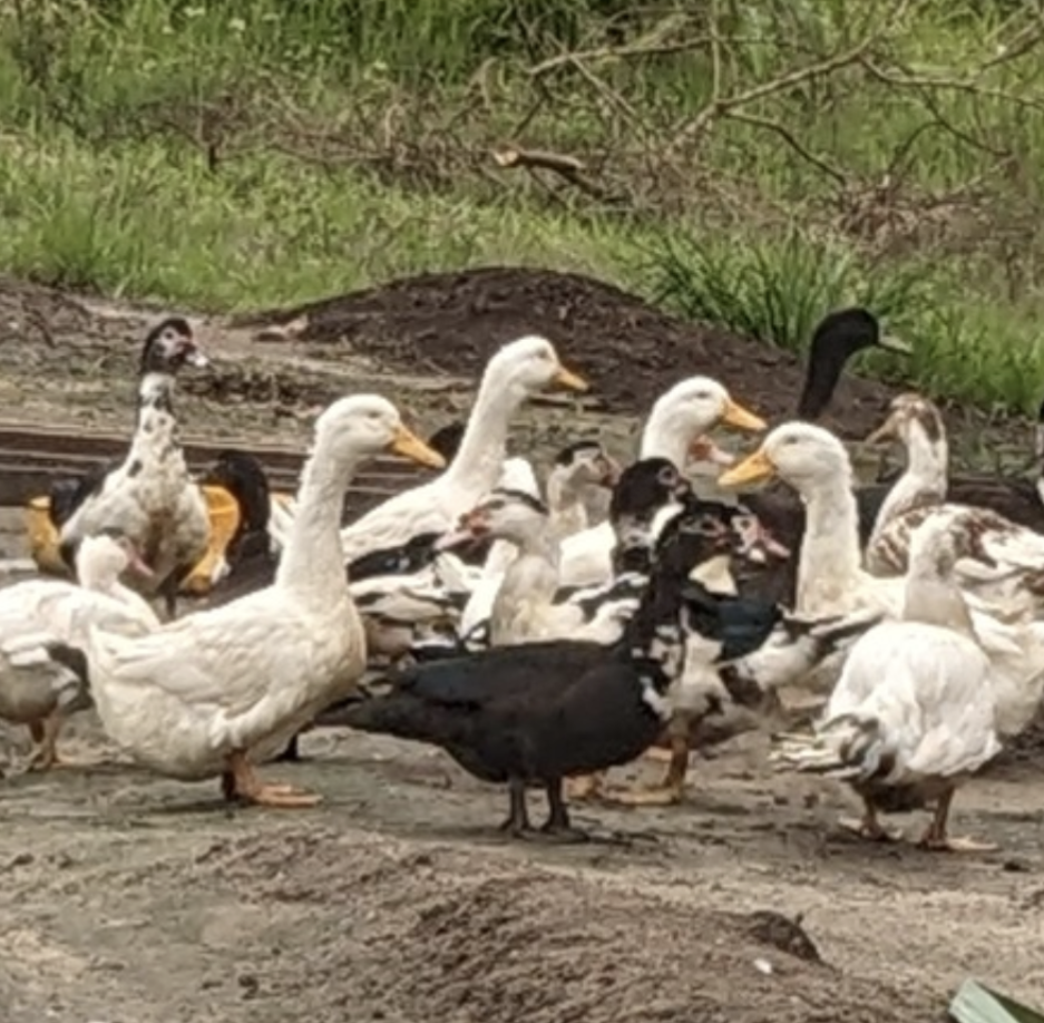 Ducks_meat_Carscass weight 2kg_0