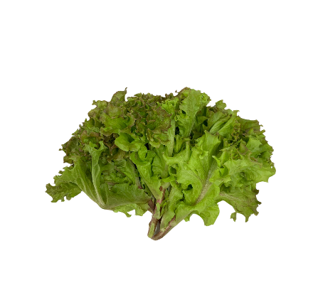 Lollo Rossa (150 G)_0